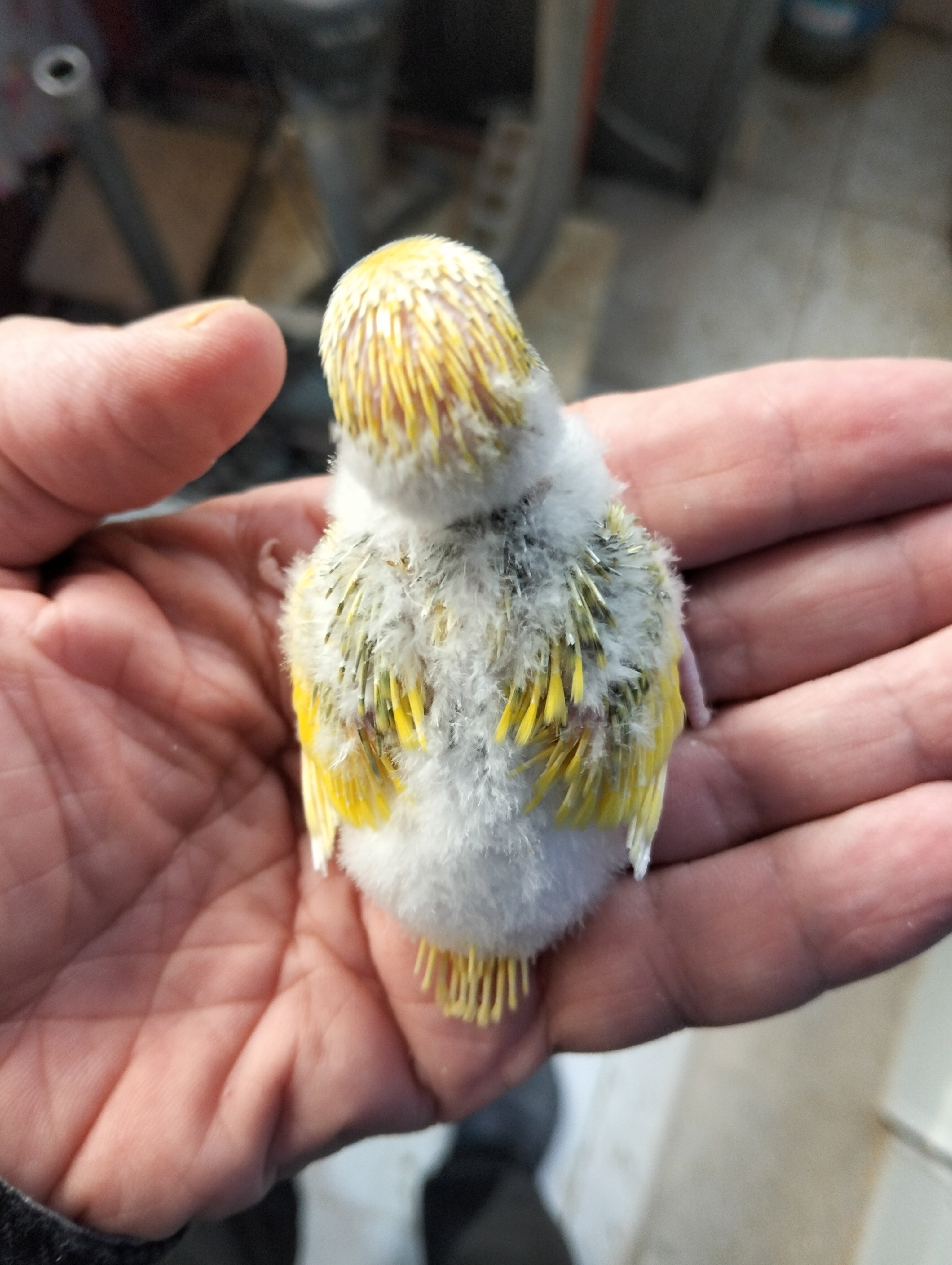 Muhabbet Kuşu YAVRULARI